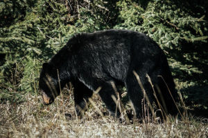 Canadian Black Bear in Jasper