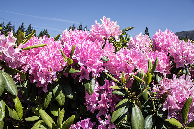 Portland Flowers