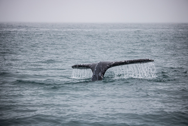Whale in Depoe Bay