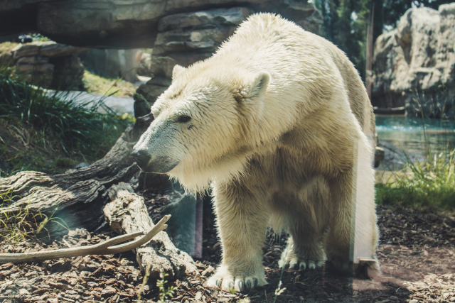 Polar Bear at San Diego Zoo