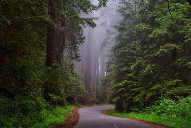 Redwood Forest